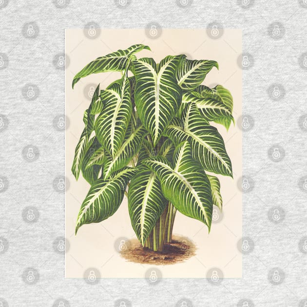 Caladium lindenii - Botanical Illustration by chimakingthings